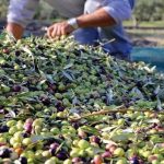 صادرات زيت الزيتون المغربي تفوق 13 طن خلال الأشهر الثمانية الأولى من 2022