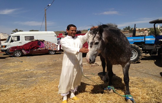 المهندس عبد الحميد جناتي إدريسي في مهرجان تيسة للخيول