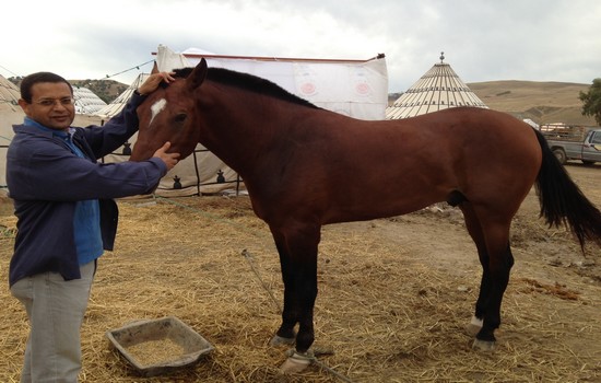 المهندس عبد الحميد جناتي إدريسي مع إحدى خيول تيسة