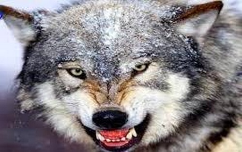 ذئب هائج- أرشيف
