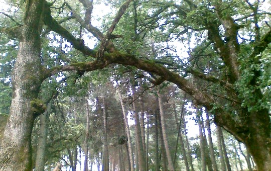 مشهد لغابة البلوط الطوزي بالودكة