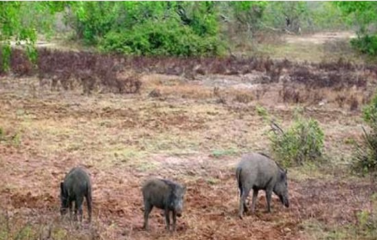 الخنازير تتلف محاصيل بإقليم تاونات