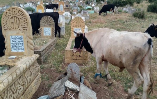 هل من متدخل لإنقاذ مقبرة سيدي علي بقرية با محمد بتاونات؟؟