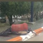 الكهرباء يصعق ‘حمار’ بطريق حي أسطار بمدينة تاونات