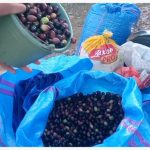 الشروع في جني الزيتون بإقليم تاونات وفلاحون:هناك وفرة في المنتوج والثمن مناسب‎