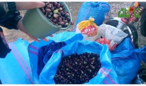 الشروع في جني الزيتون بإقليم تاونات وفلاحون:هناك وفرة في المنتوج والثمن مناسب‎