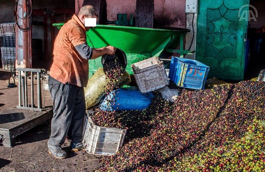 عامل تاونات يواصل مواجهة مفسدي البيئة:إغلاق 10 معاصر لزيت الزيتون