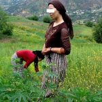 مرسوم تحديد أقاليم زراعة القنب الهندي  يدخل حيز التنفيذ في المغرب