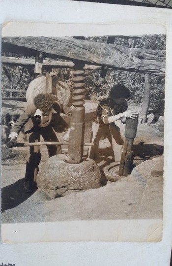 ذكريات وطقوس عصر زيت الزيتون بالطاحونة التقليدية بإقليم تاونات
