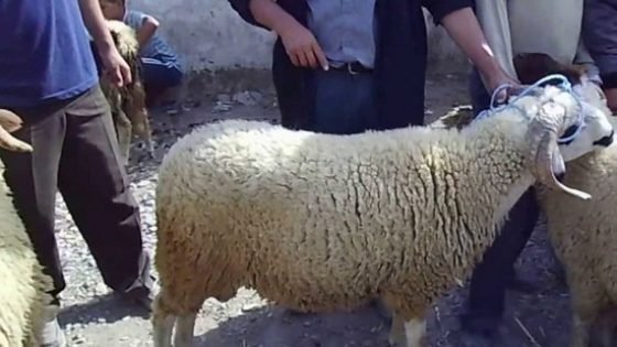المواطنون بإقليم تاونات يشتكون غلاء أضاحي العيد‎ هذه السنة