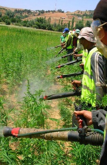 "الكيف" بجبال الريف …إثم كبير ومنافع للناس...فتاوى فقهية تكيفت معه..