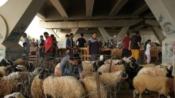 المواطنون بإقليم تاونات يشتكون غلاء أضاحي العيد