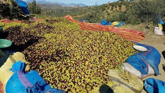 جهتي فاس-مكناس ومراكش-آسفي تستحوذان لوحدهما على أكثر من نصف المساحة المغروسة لأشجار الزيتون بالمغرب
