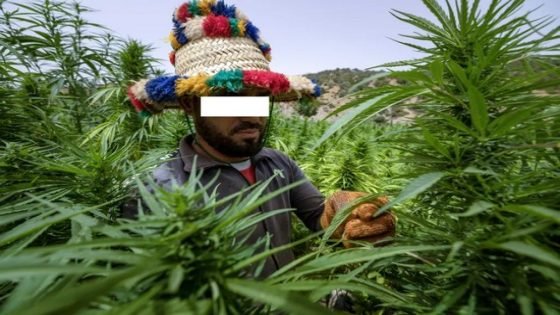 أول دليل قانوني وعملي حول القنب الهندي بالمغرب
