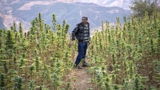ميلاد أول مجموعة اقتصادية للقنب الهنديفي الأقاليم المقننة تاونات والحسيمة وشفشاون