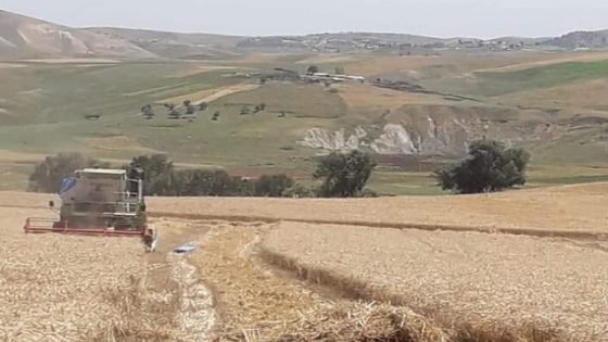 موسم الحصاد بحقول تاونات بدأ مبكرا هذا العام‎‎