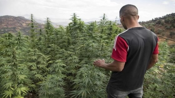 هذه شهادات الفلاحين الحاضرين في اليوم  التحسيسي لزراعة القنب الهندي بتاونات   
