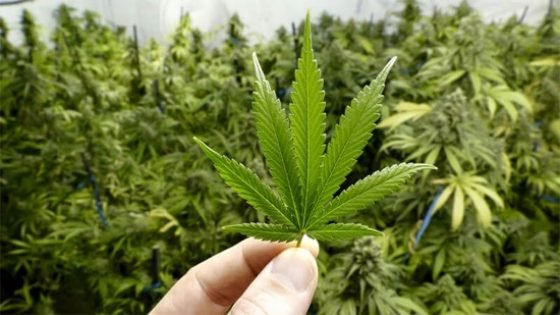 الوكالة الوطنية لتقنين القنب الهندي تطلق  طلب عروض من أجل إنجاز دراسة لوضع مخطط لتنمية سلسلة القنب الهندي
