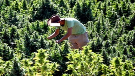 رئيس الهيئة الدولية لمراقبة المخدرات يحذر من تقنين القنب غير الطبي