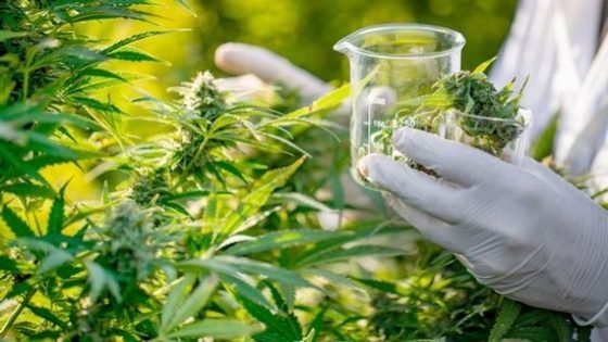 حسب وكالة إيفي: المغرب يرخص لاستيراد بذور القنّب الهندي
