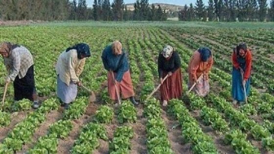 مواد كيمياوية تغزو الأنشطة الفلاحية وتهدد الصحة العامة بتيسة بنواحي تاونات