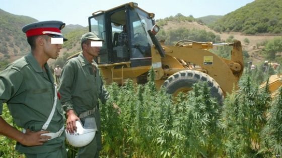 حسب تقرير مكتب أروبي:القنب الهندي في المغرب يمكن أن تصل قيمته إلى 900مليون دولار سنوياً بحلول سنة 2023 في حال تقنينه