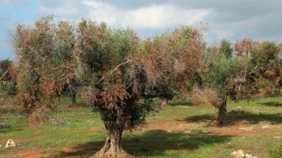 يا فلاحي إقليم تاونات :”أونسا”تحذر من بكتيريا سريعة الانتشار التي تفتك بأشجار الزيتون