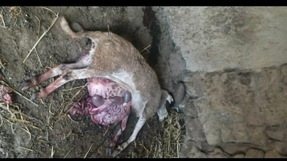 رؤوس أغنام مقتولة بطريقة غريبة بدوار بجماعة تافرانت بتاونات