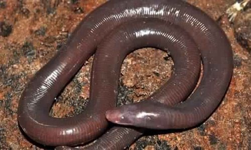 Ichtyophis cardamomensis