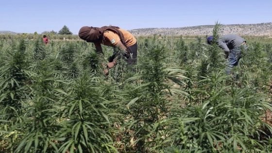 مشروع تقنين الكيف يغضب نشطاء إقليمي تاونات ووزان