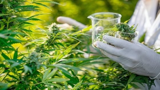 نداء مراكش يدعو للنهوض باستخدام القنب الهندي لأغراض علاجية وتجميلية وصناعية