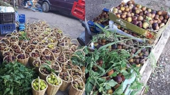 “الباكور” تتفوق على “الكيف” في تاونات.. تراجع مساحة “خردالا” وزحف شجر التين!
