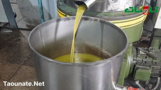 موسم جني الزيتون بتاونات ..الذهب الأخضر للإقليم ومحركا إقتصاديا للساكنة