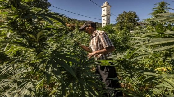 المغرب يقرر إعادة هيكلة منظومة تسويق وتصدير القنب الهندي القانوني
