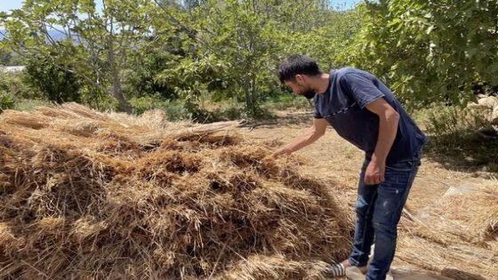 مزارعو القنب الهندي يشرعون في استعدادات إنبات “الشتلات الرومية”