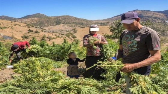 دراسة تتوقع أن يذر “الكيف” على المغرب عائدات تصل لـ10ملايير دولار بحلول 2023