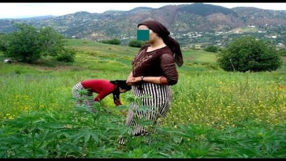 هذا يهم ساكنة كتامة وتاونات ونواحيهما..وزير الصحة يؤشر على تخفيف القيود على زراعة الكيف