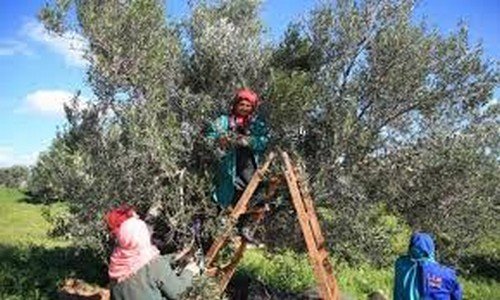 أشجار الزيتون بتاونات