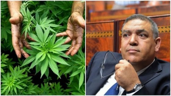 حسب دراسة نشرها “مركز الدراسات الأمنية”: تأخر تنزيل وكالة تقنين القنب الهندي يؤدي إلى خلق حالة من عدم اليقين