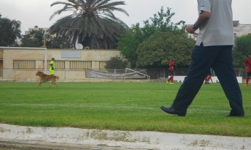 الكلب يتجول بحرية وسط الملعب بسيدي قاسم