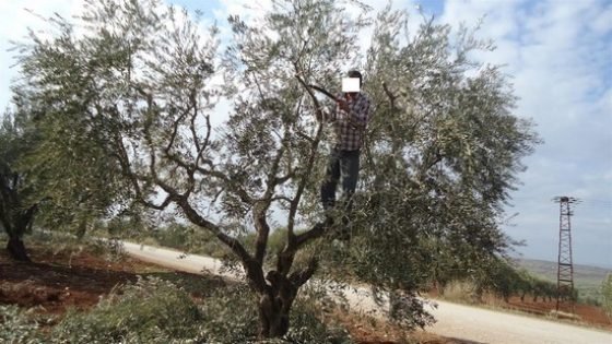 شاب يلقى حدفه بعد سقوطه من على شجرة الزيتون وسيدة قبل شهر بحقول الزيتون بدوار احجر معبد بتاونات
