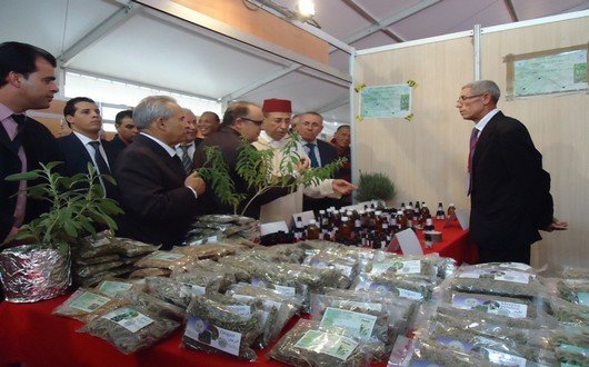 زيارة عامل الإقليم لأحد مهنيي النباتات الطبية والعطرية بتاونات_أرشيف