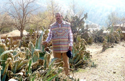 أضرار كبيرة وفادحة ضربت عدة أنواع من الأشجار