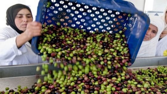 إنتاج الزيتون المغربي يسجل رقما قياسيا خلال الموسم الفلاحي الحالي.. 2 مليون طن زائد 28% مقارنة بالموسم السابق ملزيتون خلال الموسم الفلاحي الحالي