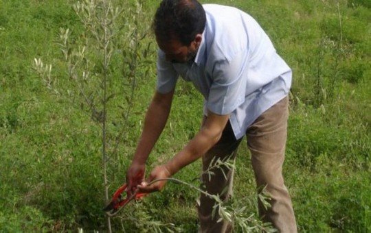 التزام مجموعة OCP من أجل تنمية وتطوير قطاع الفلاحة بالمغرب