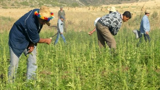 ندوة دولية حول “الكيف والمخدرات”يومي18و19مارس بطنجة بمشاركة فعاليات من تاونات