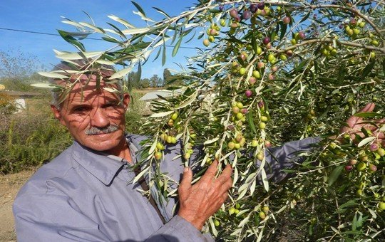 تاونات إقليم الصدارة وطنيا في غراسة الزيتون