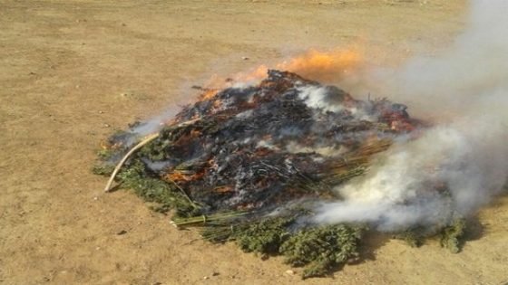 توقيف مروجي مخدر الكيف ضواحي غفساي بتاونات‎
