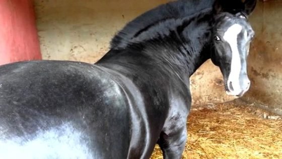 “تربية الفرس في تيسة…” الخيل معقود في نواصيها الخير
