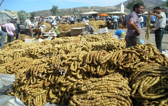 تين إقليم تاونات